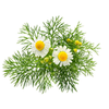 Chamomile